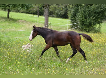 American Quarter Horse, Hengst, Fohlen (04/2023), Dunkelbrauner