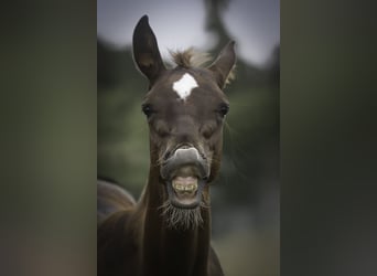 American Quarter Horse, Hengst, , Dunkelfuchs