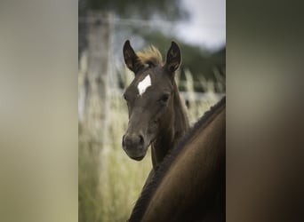 American Quarter Horse, Hengst, , Dunkelfuchs