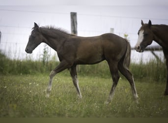 American Quarter Horse, Hengst, , Dunkelfuchs