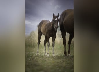American Quarter Horse, Hengst, , Dunkelfuchs