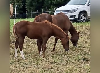 American Quarter Horse, Hengst, Fohlen (04/2024), Dunkelfuchs