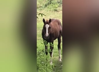 American Quarter Horse, Hengst, Fohlen (04/2024), Dunkelfuchs