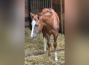 American Quarter Horse, Hengst, Fohlen (04/2024), Dunkelfuchs