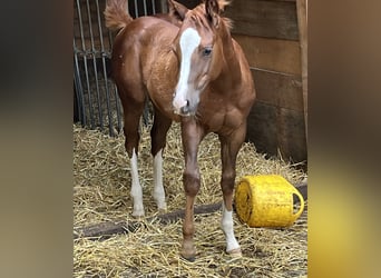 American Quarter Horse, Hengst, Fohlen (04/2024), Dunkelfuchs