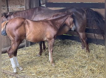 American Quarter Horse, Hengst, Fohlen (04/2024), Dunkelfuchs