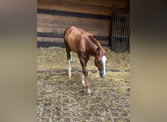 American Quarter Horse, Hengst, Fohlen (04/2024), Dunkelfuchs