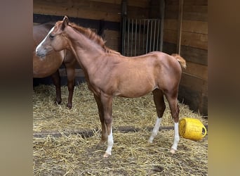 American Quarter Horse, Hengst, Fohlen (04/2024), Dunkelfuchs