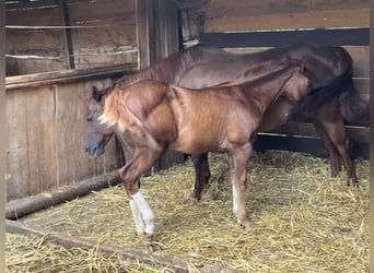 American Quarter Horse, Hengst, Fohlen (04/2024), Dunkelfuchs