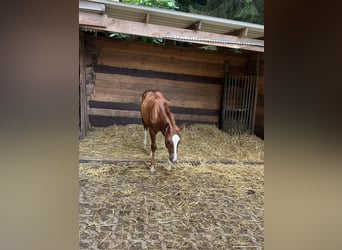 American Quarter Horse, Hengst, Fohlen (04/2024), Dunkelfuchs