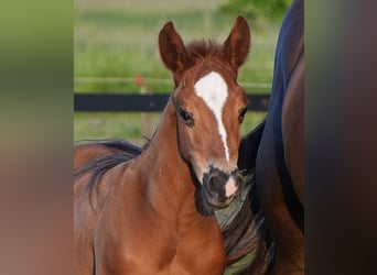 American Quarter Horse, Hengst, , Dunkelfuchs
