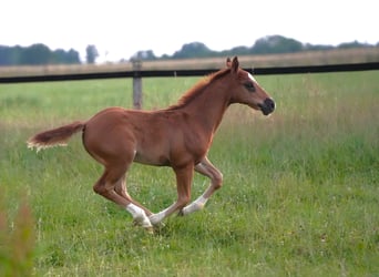 American Quarter Horse, Hengst, , Dunkelfuchs