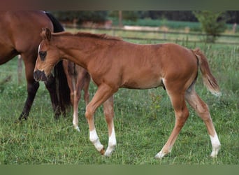 American Quarter Horse, Hengst, , Dunkelfuchs