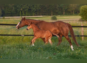 American Quarter Horse, Hengst, , Dunkelfuchs