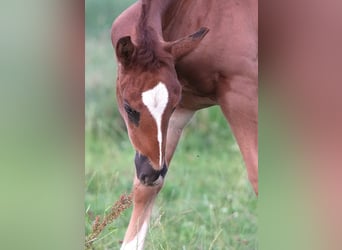 American Quarter Horse, Hengst, , Dunkelfuchs