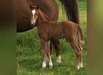 American Quarter Horse, Hengst, , Dunkelfuchs