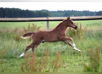 American Quarter Horse, Hengst, , Dunkelfuchs