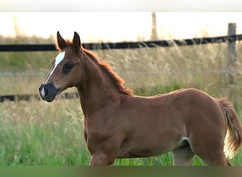 American Quarter Horse, Hengst, , Dunkelfuchs