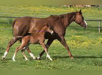 American Quarter Horse, Hengst, , Dunkelfuchs