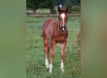 American Quarter Horse, Hengst, , Dunkelfuchs