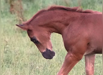 American Quarter Horse, Hengst, , Dunkelfuchs
