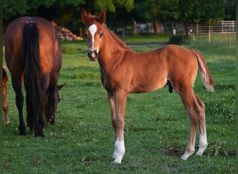 American Quarter Horse, Hengst, , Dunkelfuchs