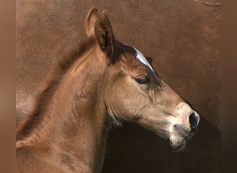 American Quarter Horse, Hengst, , Dunkelfuchs
