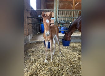 American Quarter Horse, Hengst, , Fuchs