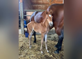 American Quarter Horse, Hengst, , Fuchs