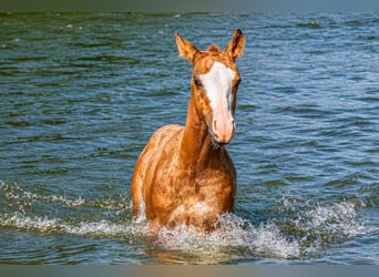 American Quarter Horse, Hengst, Fohlen (01/2026), Fuchs
