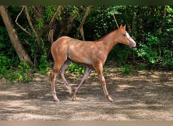 American Quarter Horse, Hengst, Fohlen (01/2026), Fuchs