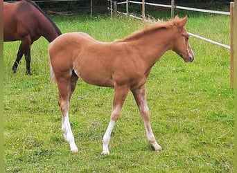 American Quarter Horse, Hengst, , Fuchs