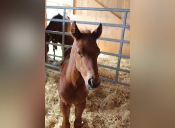 American Quarter Horse, Hengst, Fohlen (04/2026), Fuchs