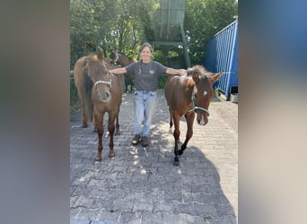 American Quarter Horse, Hengst, Fohlen (04/2026), Fuchs