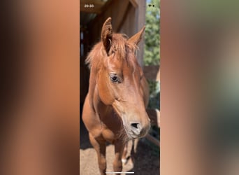 American Quarter Horse, Hengst, Fohlen (04/2026), Fuchs