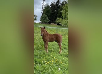 American Quarter Horse, Hengst, Fohlen (04/2026), Fuchs