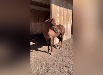 American Quarter Horse, Hengst, Fohlen (04/2026), Fuchs