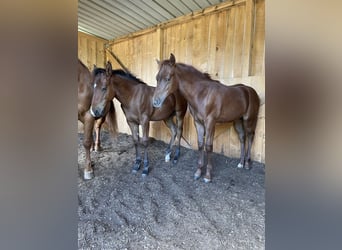 American Quarter Horse, Hengst, Fohlen (04/2026), Fuchs