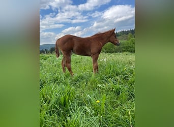 American Quarter Horse, Hengst, Fohlen (04/2026), Fuchs