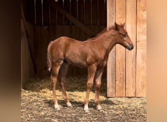 American Quarter Horse, Hengst, Fohlen (04/2026), Fuchs