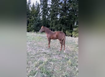 American Quarter Horse, Hengst, Fohlen (04/2026), Fuchs
