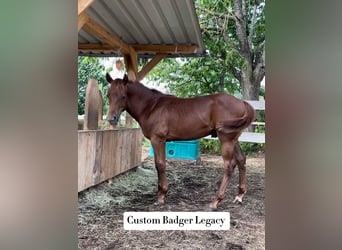 American Quarter Horse, Hengst, Fohlen (04/2026), Fuchs