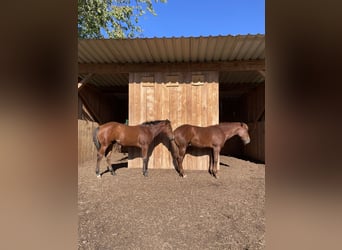 American Quarter Horse, Hengst, Fohlen (04/2026), Fuchs