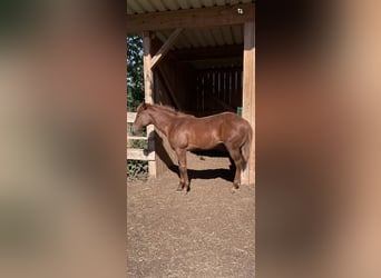 American Quarter Horse, Hengst, Fohlen (04/2026), Fuchs
