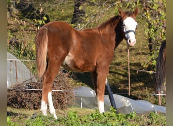 American Quarter Horse, Hengst, Fohlen (05/2024), Fuchs