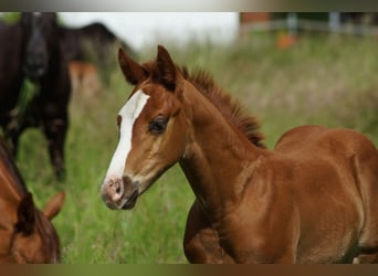 American Quarter Horse, Hengst, Fohlen (01/2026), Fuchs