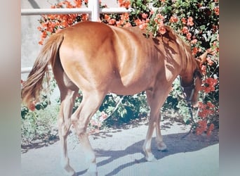 American Quarter Horse, Hengst, Fohlen (04/2024), Fuchs