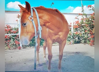 American Quarter Horse, Hengst, Fohlen (04/2024), Fuchs