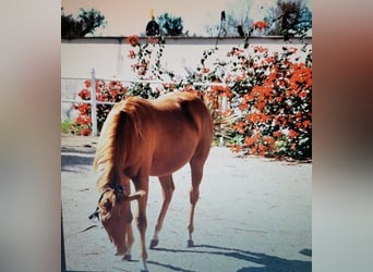 American Quarter Horse, Hengst, Fohlen (04/2024), Fuchs