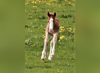 American Quarter Horse, Hengst, Fohlen (04/2023), Fuchs